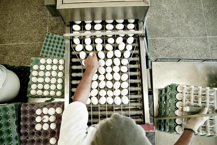Organização atua na gestão de recursos para promover ações de sanidade avícola Foto: divulgação