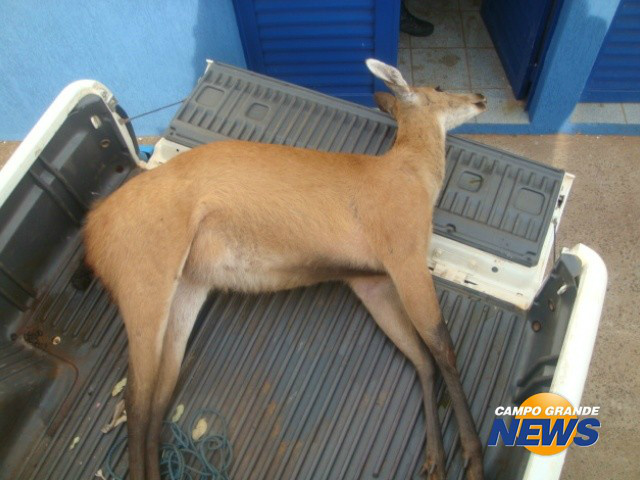 PMA recolhe mais uma animal silvestre atropelado nas estradas PMA recolhe mais uma animal silvestre atropelado nas estradas