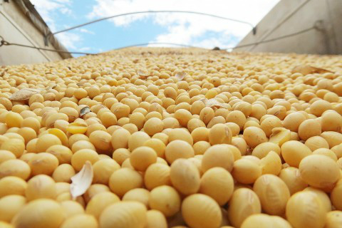 Custo da produção de soja no Brasil sobe 5% ao ano