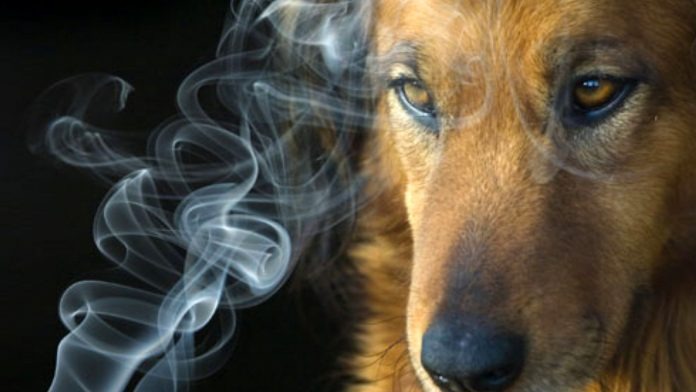 Animais com tutores fumantes podem ter câncer e outras doenças