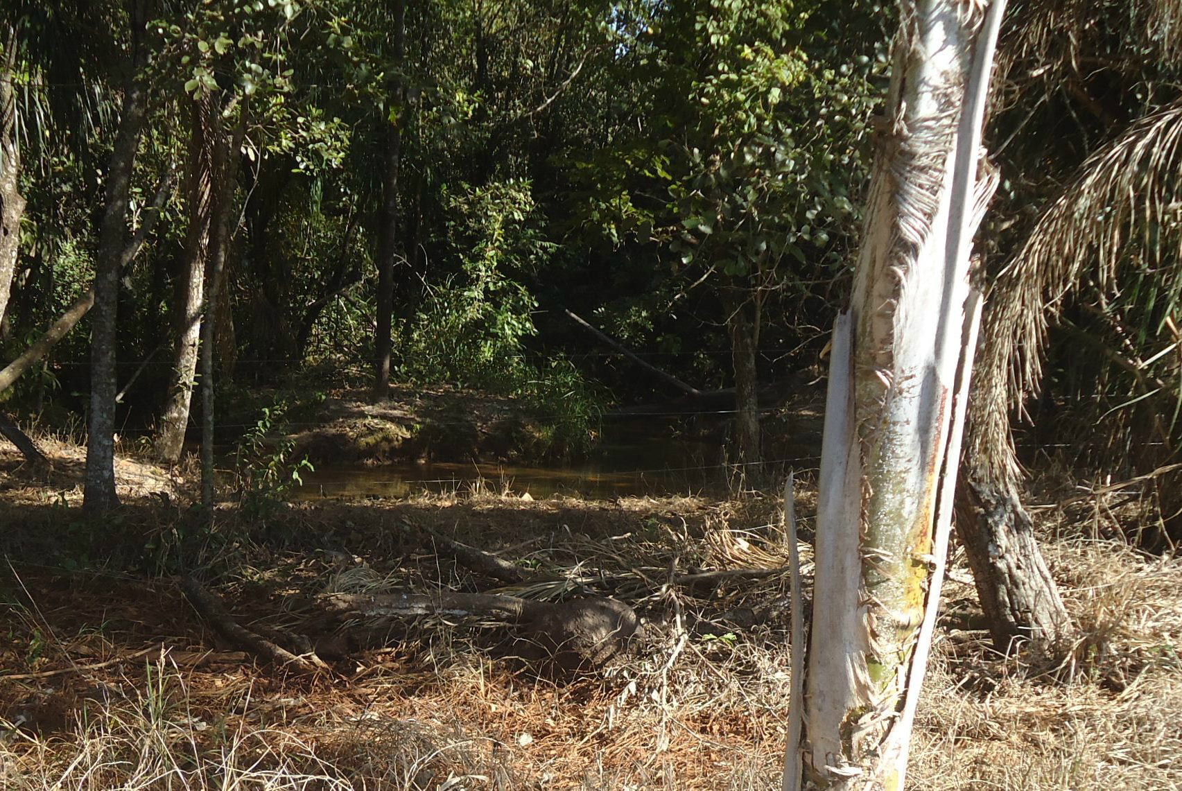 PMA autua dono de chácara por derrubar árvores e degradar matas ciliares