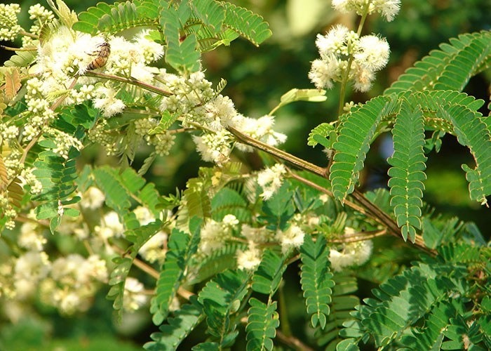 Pesquisa contribuirá também para a conservação das plantas apícolas 