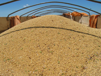 Valor das vendas de farelo de soja aumenta 18% em setembro