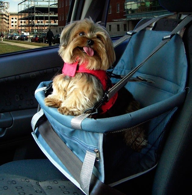 Como passear de carro em segurança com meu pet? Como passear de carro em segurança com meu pet?