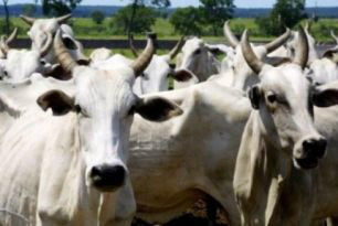 Polícia recupera 52 cabeças de gado roubadas de fazenda em Mato Grosso