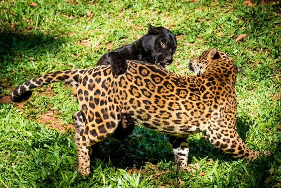 Nena (preta) e Valente (pintado) no Refúgio Bela Vista, onde se reproduziram (Foto: Divulgação)