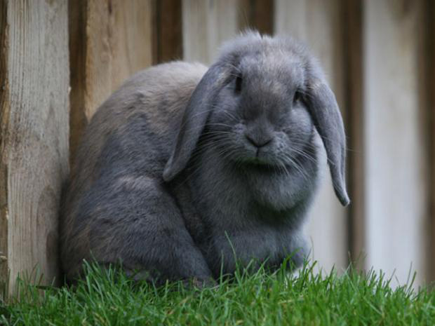Comissão da OAB/MS discute o uso de animais na experimentação científica Comissão da OAB/MS discute o uso de animais na experimentação científica