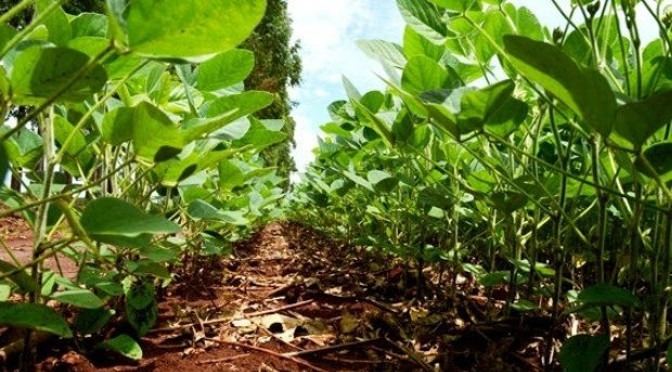 Clima é favorável para safra de soja em Mato Grosso do Sul Foto: Divulgação