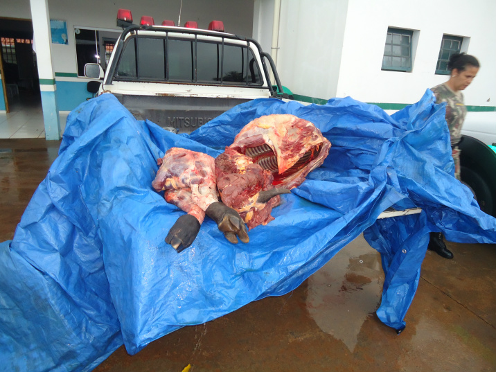 PMA prende dois caçadores de anta no momento em que carneavam o animal