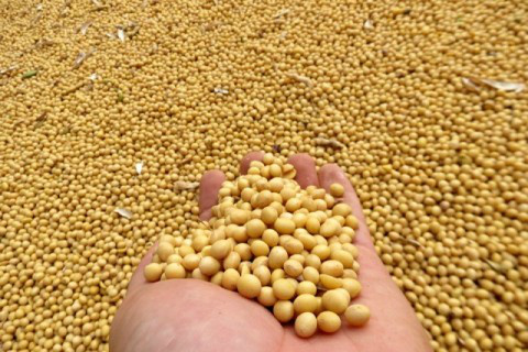 Sementes certificadas de soja garantem produtividade maior em até 30% Foto: Ascom Famasul