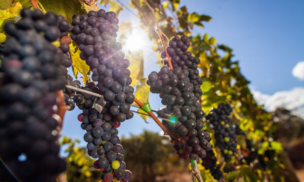 Vigilância intercepta 140 toneladas de uvas passas contaminadas Foto: divulgação
