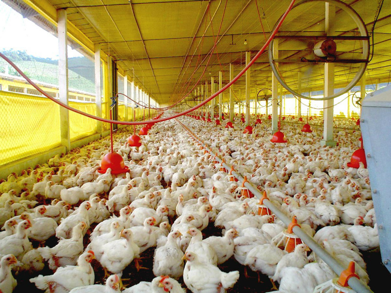 Iagro define normas e exigências para comércio de aves vivas no MS Ficará vedada a emissão de GTA pelas empresas “integradoras” de aves, a partir do dia 1° d março.