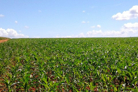 Semana encerra em mercado focado na negociação de safrinha Foto: Ascom Famasul