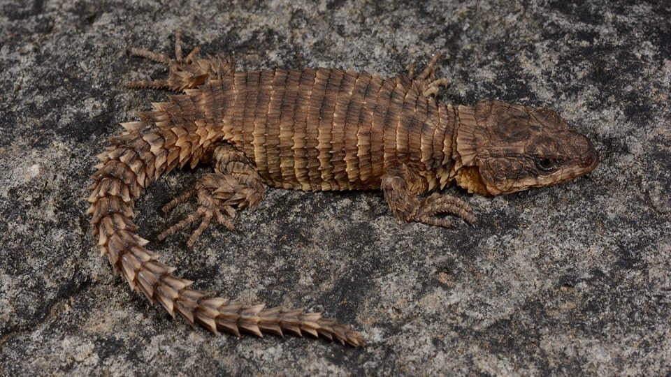 Biodiversidade: 71 novas espécies foram registradas em 2019 Lagarto da espécie Cordylus phonolithos (Fonte: Reprodução Revista Galileu/Foto: © 2019 Ishan Agarwal/Divulgação)