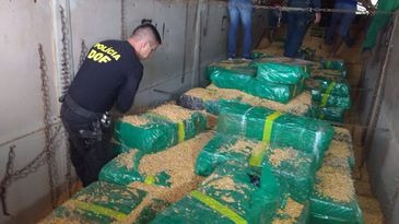 DOF apreende 10,7 toneladas de maconha Policiais do MS apreendem 10,7 toneladas de maconha em caminhão carregado de milho - DOF - Sejusp -MS