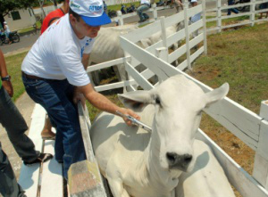 Comercialização da vacina contra aftosa começa hoje