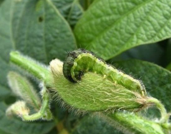 O Manejo Integrado de Pragas (MIP) tem sido a recomendação da Caravana Embrapa de Alerta às Ameaças Fitossanitárias, para enfrentar a praga