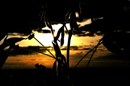 Governo do Estado e BB assinam hoje contratos do FCO para redução de CO2 Governo do Estado e BB assinam hoje contratos do FCO para redução de CO2