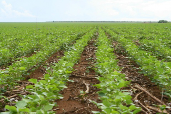 Com final do plantio, previsão é de safra recorde de soja em MS Mato Grosso do Sul atinge 2,3 milhões de hectares de área plantada de soja na safra / Foto: Divulgação