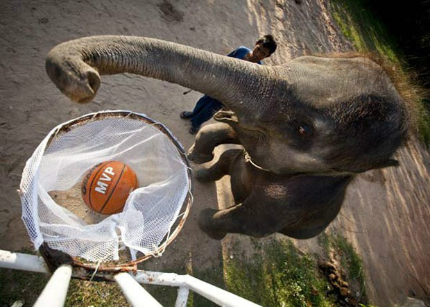 Elefante faz cesta após aprender a jogar basquete com seus treinadores em Koh Samui, na Tailândia. (Foto: Bronek Kaminiski/Barcroft India/Getty Images)