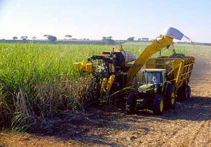 Com fim da safra, moagem de cana-de-açúcar cai 36% em outubro Com fim da safra, moagem de cana-de-açúcar cai 36% em outubro