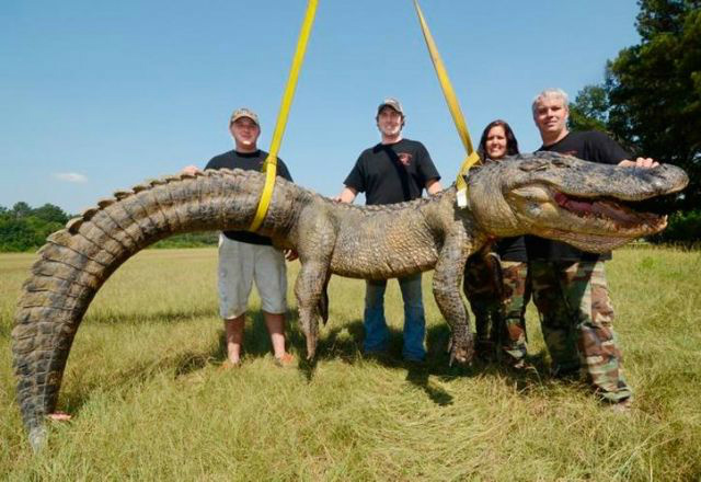 Jacaré de 336 kg é capturado por caçadores nos EUA