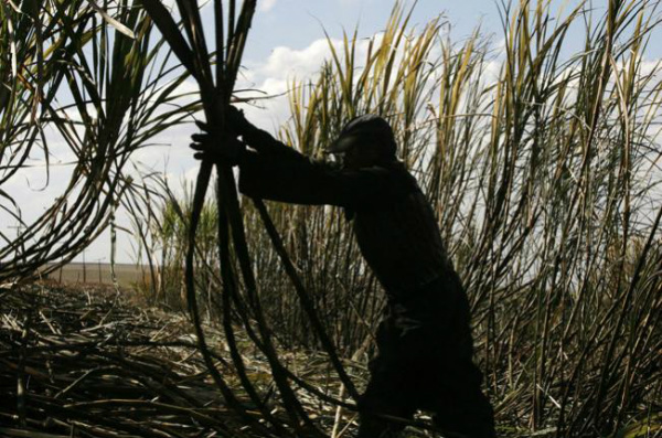 Produtores de açúcar divergem da Conab