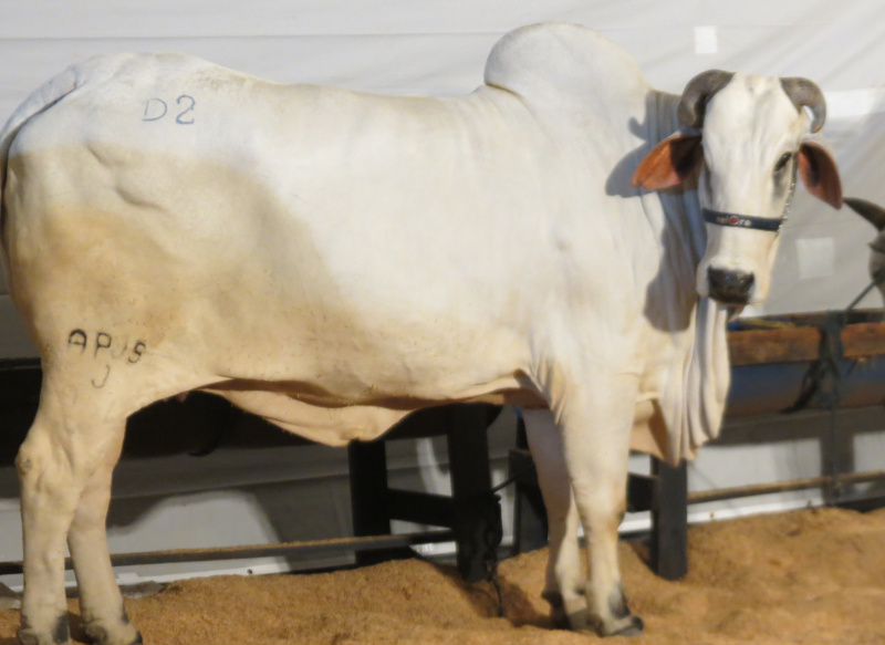 Estado tem novo procedimento para vacinação contra Brucelose