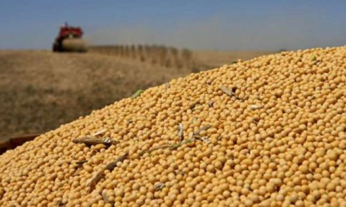 MS deve importar cerca de 50 mil toneladas de soja boliviana MS deve importar cerca de 50 mil toneladas de soja boliviana