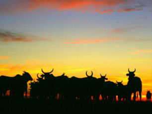 MS segue com o 3º maior rebanho do país