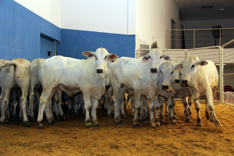 Organização do evento prevê grande movimento de vendas em leilões de cria