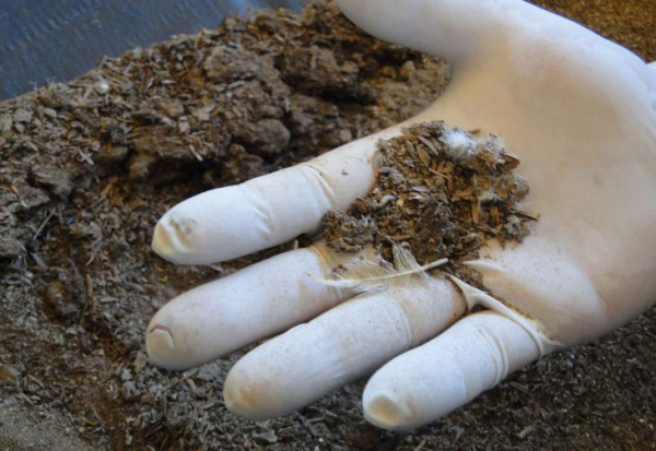 Bovinos serão abatidos em MT por terem sido alimentados com cama de aviário