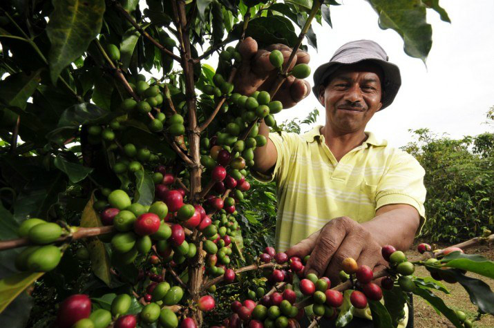 Vendas de estoques garantem renda ao produtor em 2016 Em 2016, Conab ofertou 55,9 mil toneladas de café (Foto: Divulgação)