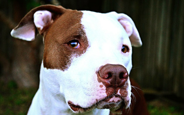 Pit bull é condenado à morte após defender residência de assalto em Paranã (TO) Após defender residência de assalto, pit bull é condenado à morte. (Foto Ilustrativa: Divulgação / Dog Time)