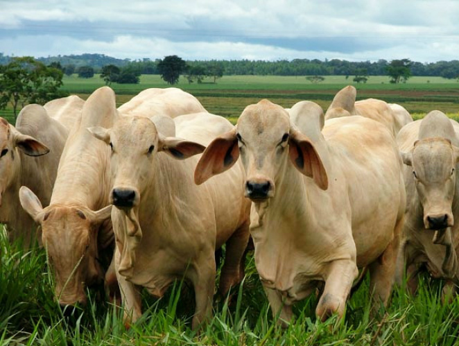 Cotação 5 de novembro; Região Sul de MS tem aumento no preço dos bovinos