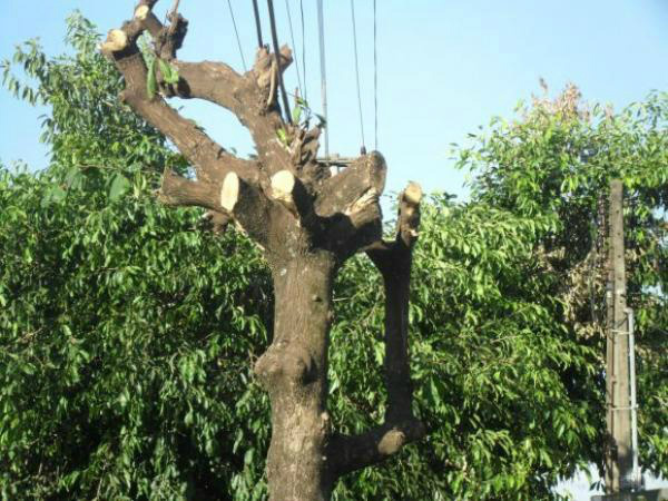 PMA autua mulher por corte de árvore em frente residência sem autorização