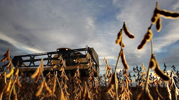 Área de soja e milho aumenta 1,6 milhão de hectares no Brasil