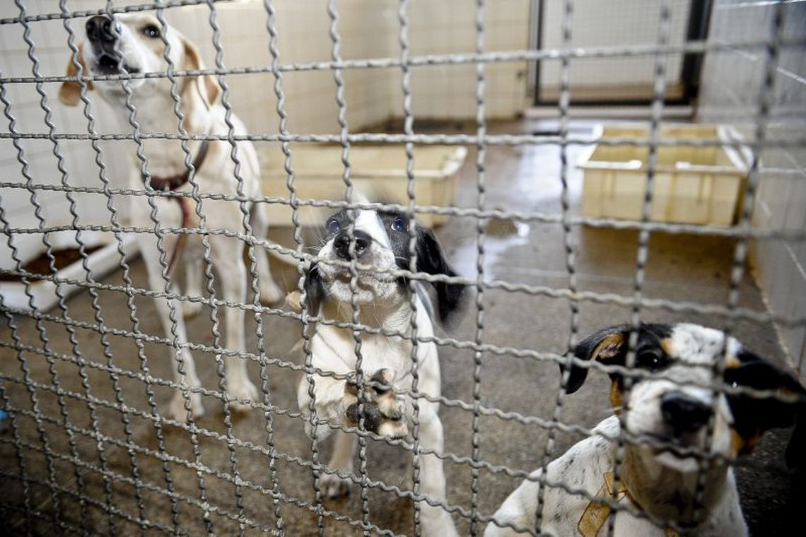Câmara endurece penas para quem comete maus-tratos a animal doméstico Fábio Pozzebom/Agência Brasil