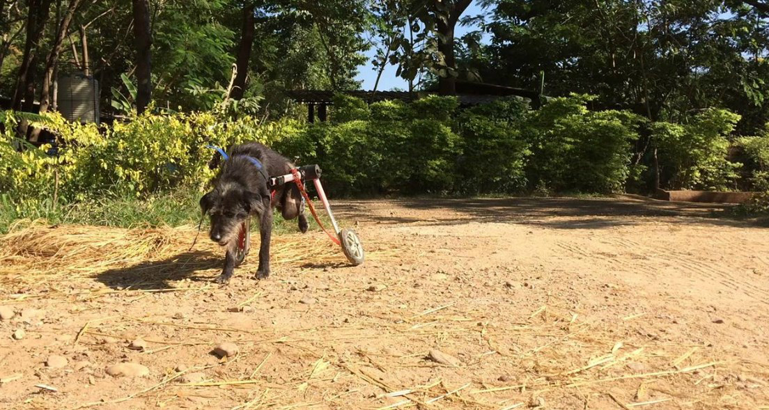 Cão fica paraplégico e ganha cadeira de rodas para correr feliz novamente (Foto: One green planet.)