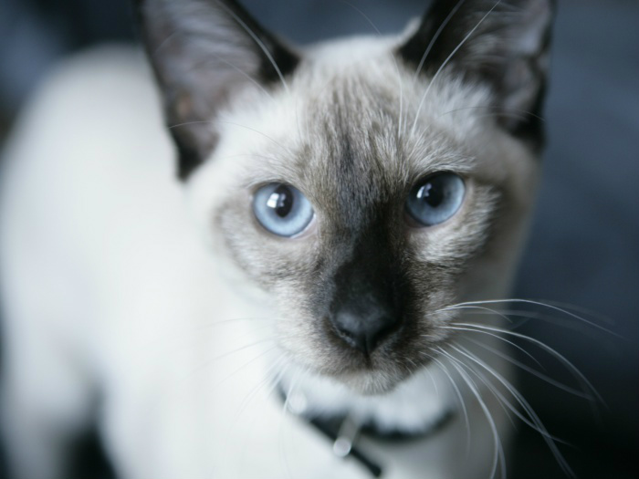 No Dia Mundial dos Gatos, descubra 10 curiosidades sobre eles