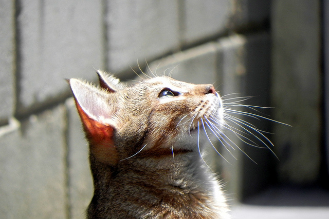 No Dia Mundial dos Gatos, descubra 10 curiosidades sobre eles