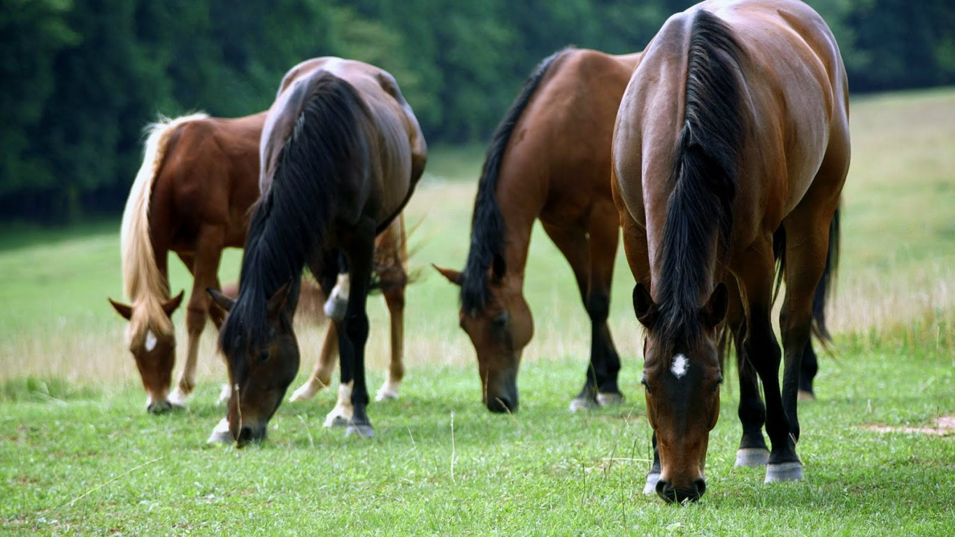 Dentre as medidas que serão adotadas com a portaria estão: o controle do trânsito de equídeos, para que se possa realizar a fiscalização de defesa sanitária animal / Foto: Divulgação