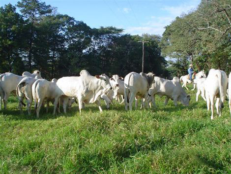 Queda no preço do boi gordo em dezembro foi uma surpresa, diz analista