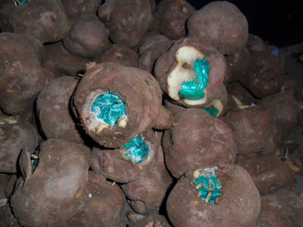 PF apreende batatas recheadas com cocaína em MS