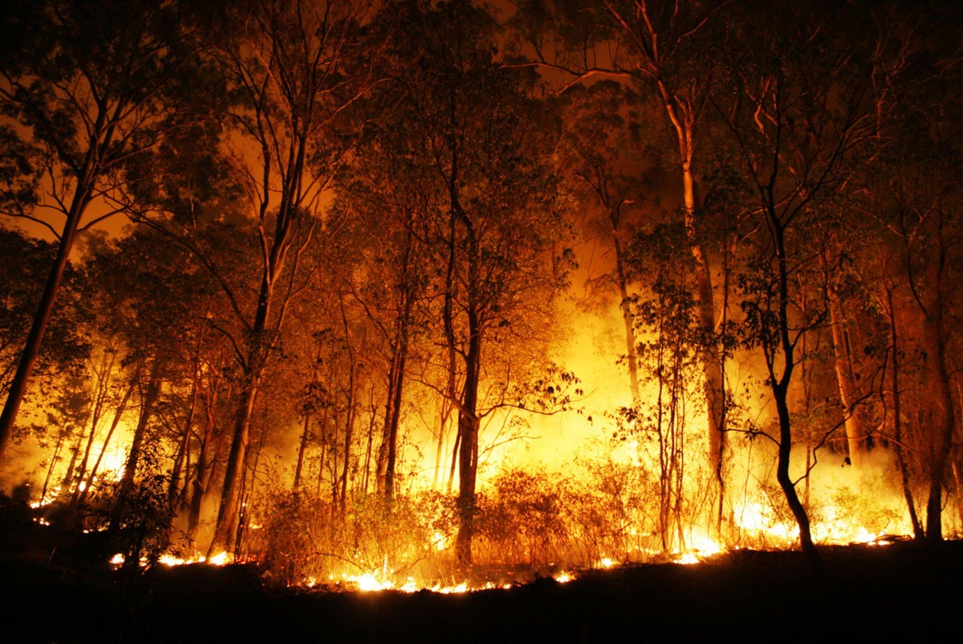 Incêndios na Amazônia prejudicam projetos para reduzir emissões de carbono