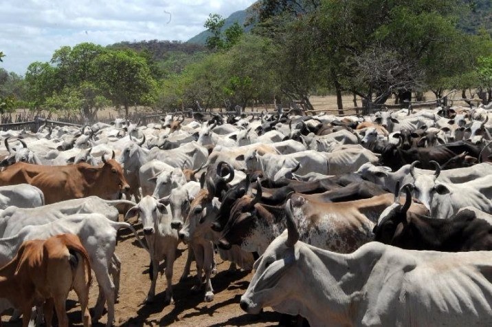 Reações à vacina contra febre aftosa devem reduzir após mudanças Expectativa é retirar a vacina entre 2019 e 2023, quando o Brasil deverá ser reconhecido como livre da doença