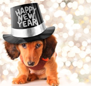 Cuidados com seu pet nas festas de final de ano Cuidados com seu pet nas festas de final de ano