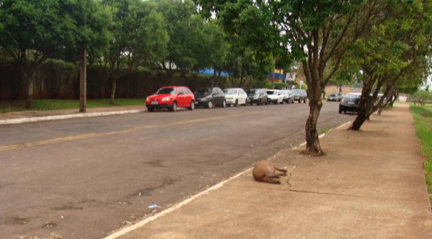Capivara é encontrada morta por atropelamento em rua da Capital