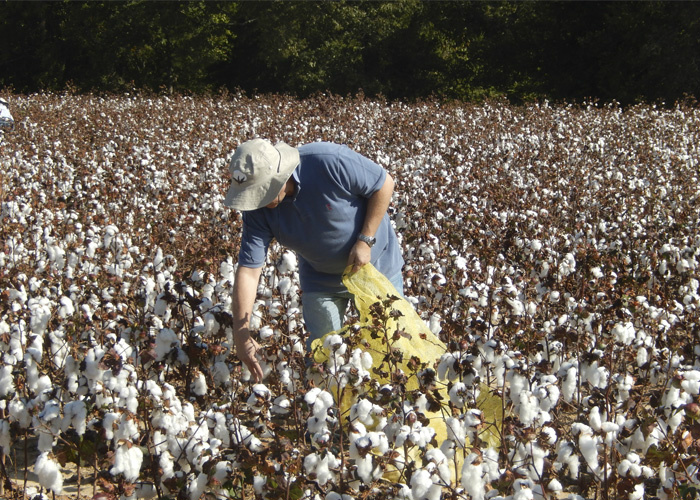 Lavoura de algodão. As cultivares BRS 286, BRS 293, BRS 335 foram avaliadas no Mississippi, Tennessee e TexasFoto: Divulgação