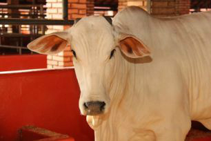 Expogenética apresenta resultado recorde de produção